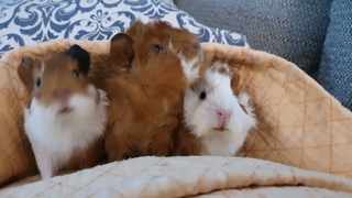 Guineapigs 3 babys play 얼음 땡