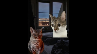 Обиделась девушка  #рекомендации#рек#врек#youtubeshorts#shorts#тренды#приколы#котики#смех#весело