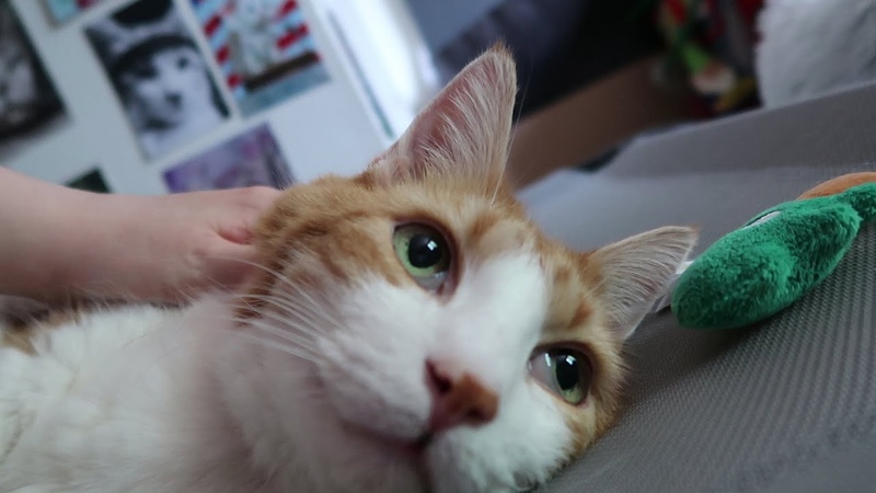 Cat Enjoys Cheek
