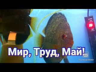 Дискусы. Разведение нового малька  #discus #разводня #дискусы #аквариумныерыбки #fish #рыбки