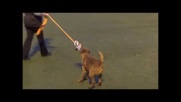 Agility Cory or Lets