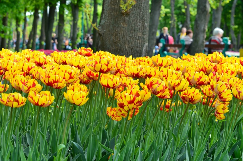 Ольга Поддубная |