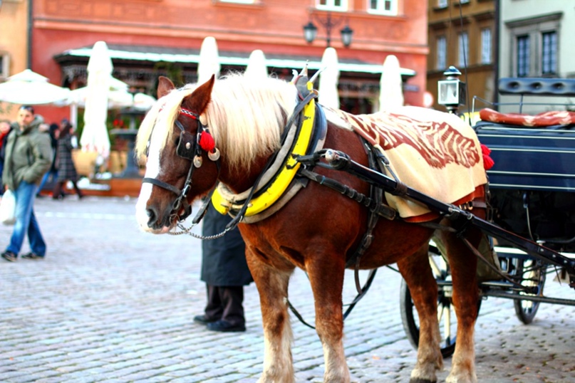 Анастасия Свириденко Александровна | Санкт-Петербург