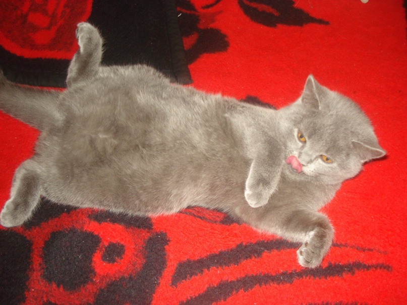 Екатерина Глебова | Житомир