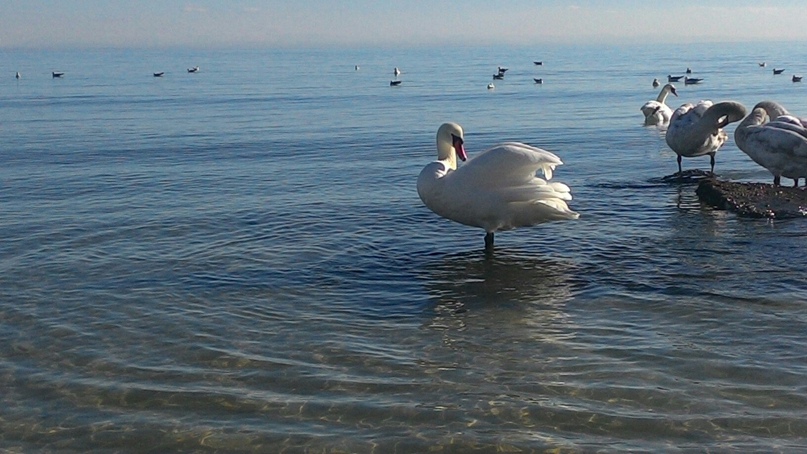 Виталий Лотник | Евпатория