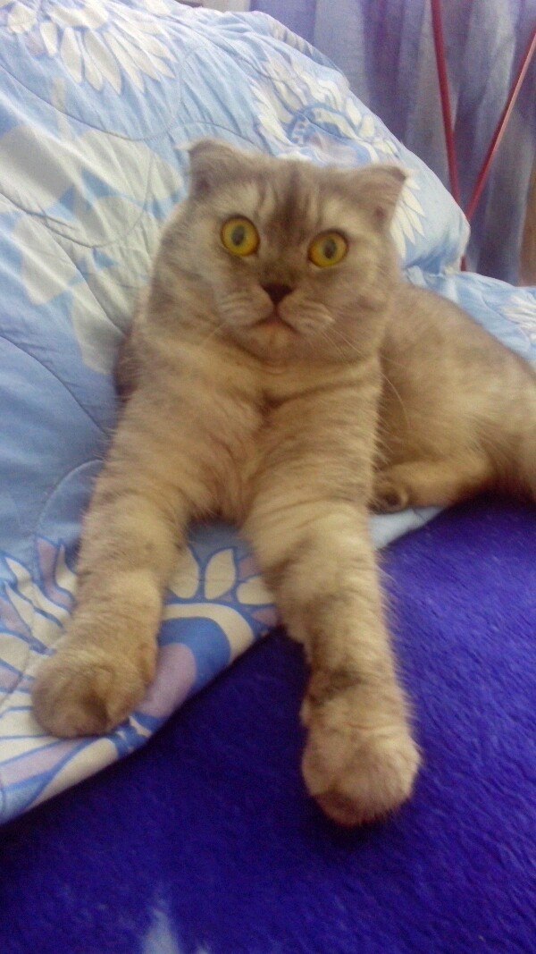 Ольга Макарова | Семенов