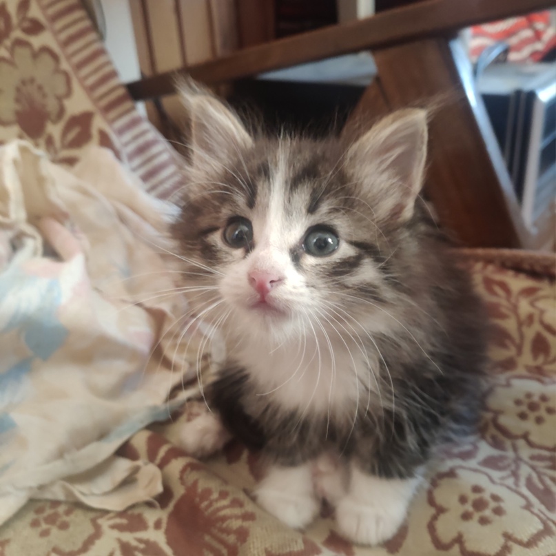 Игорь Костиков |