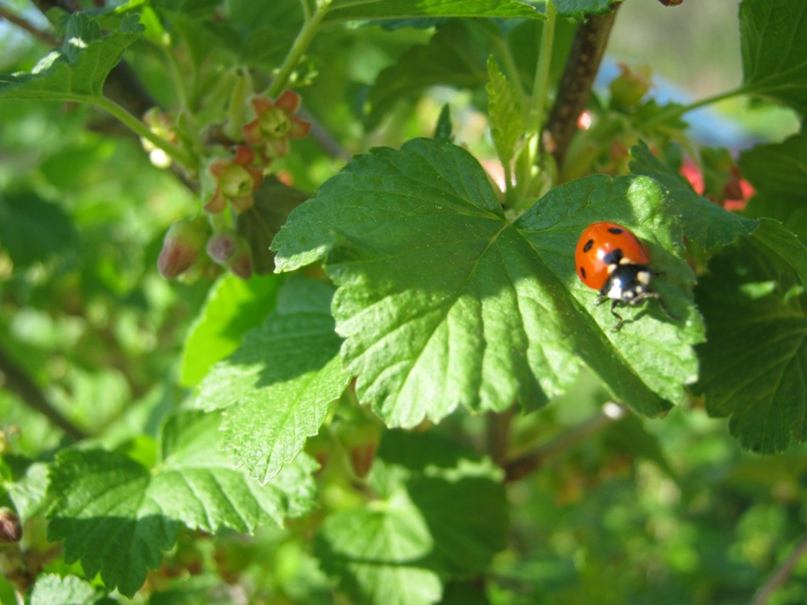 Юлия Стрельникова | Тула