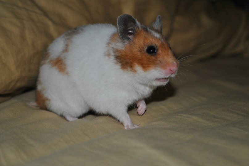 Алёна Шаркова | Christchurch