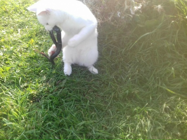 Кто жрёт шершней и играетКак верёвочкой - гадюкой?Воем всё село пугает?Это котик Сатанюка.