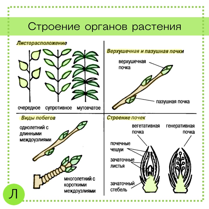 Лабораторная работа по биологии определение местоположения почек. Почки расположение биологии 6. Строение органов почка растения. Строение побега,листорасположение,строение почек. Расположение почек на побеге растения.