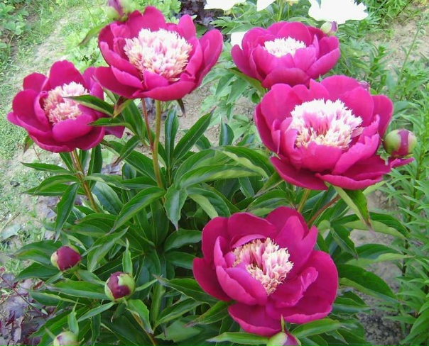 Вайт кэп пион фото Вайт кэп пион фото