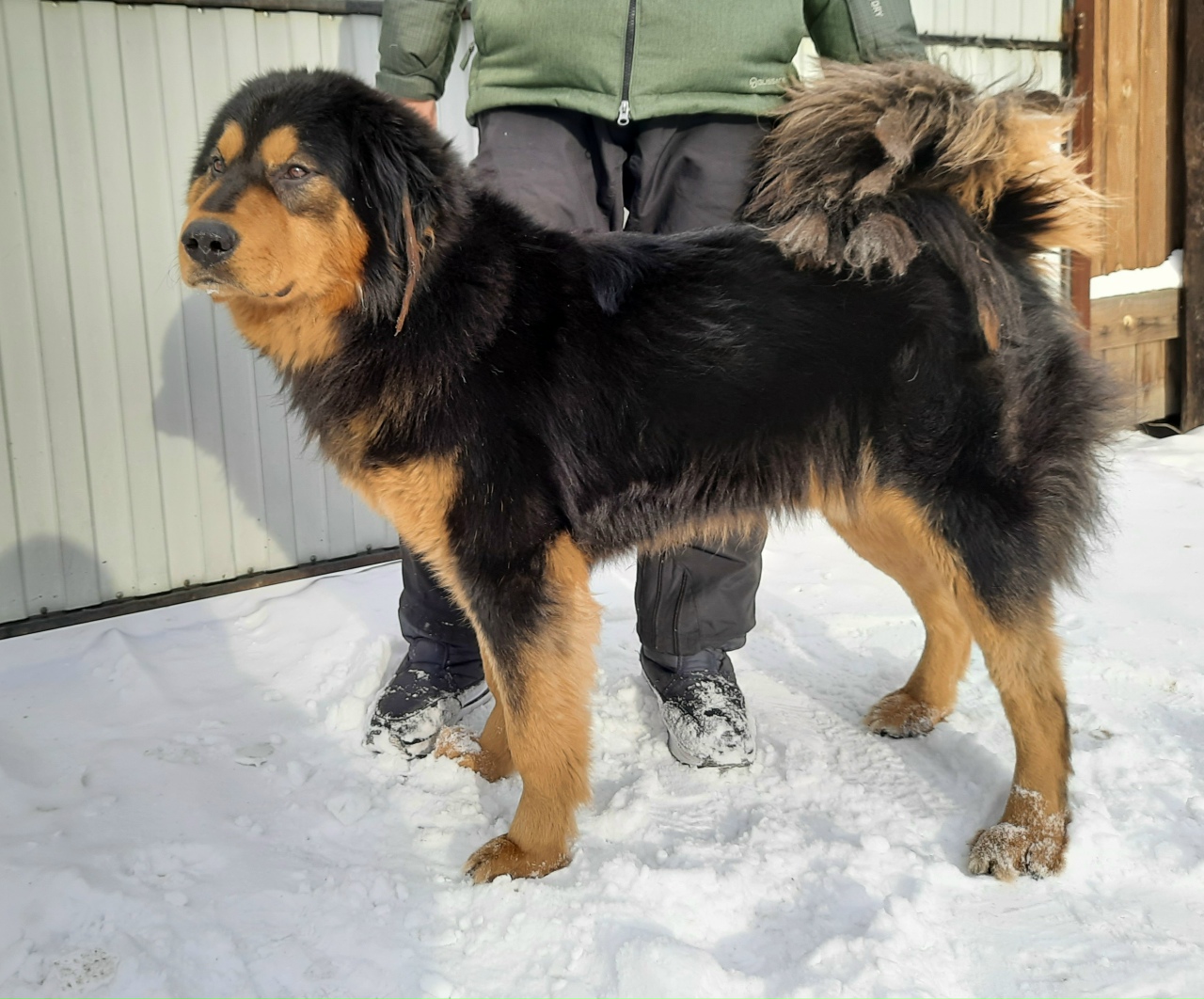 Банхар 2.5 месяца