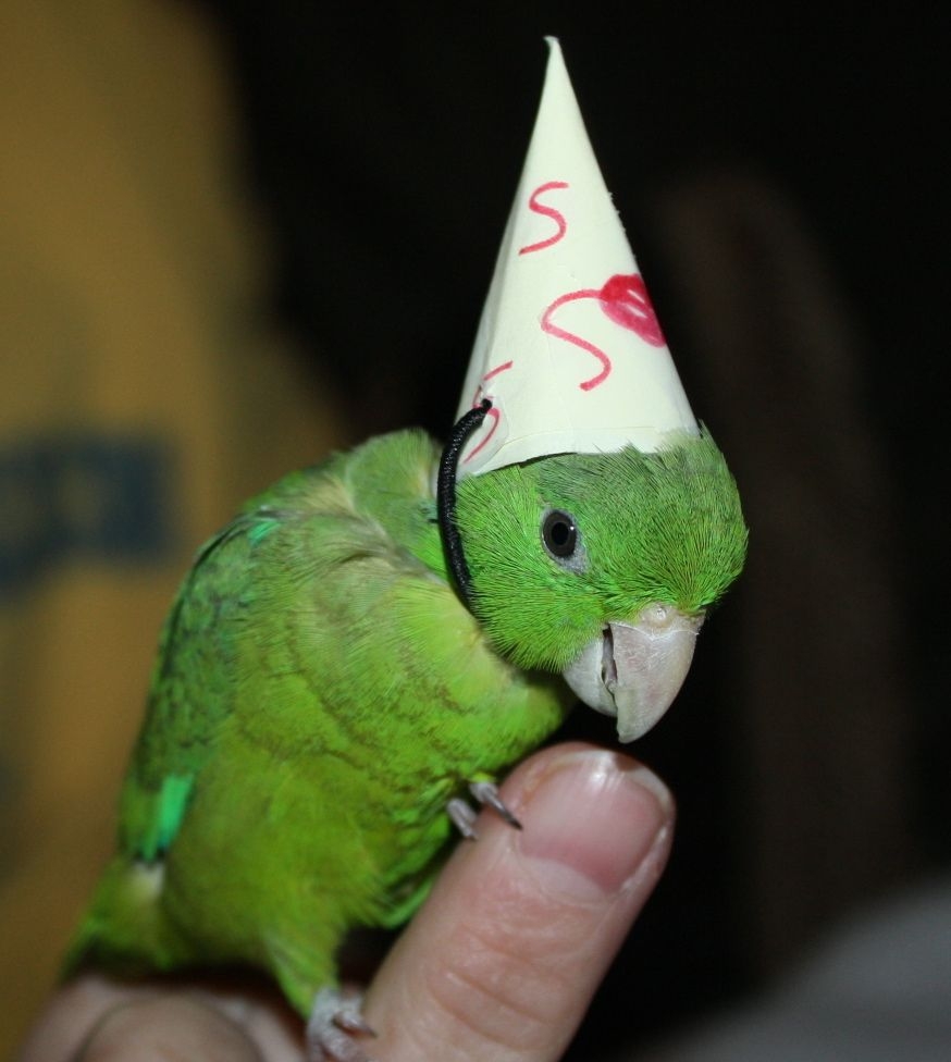 День попугая День попугая