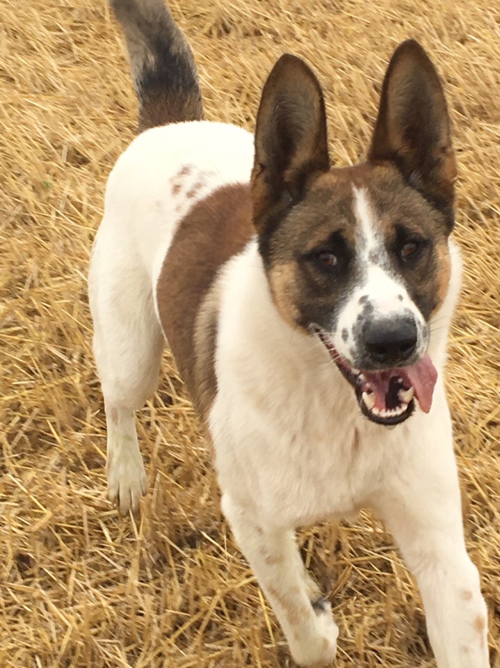 КОРЖИК
Он хоть и великан (63 см