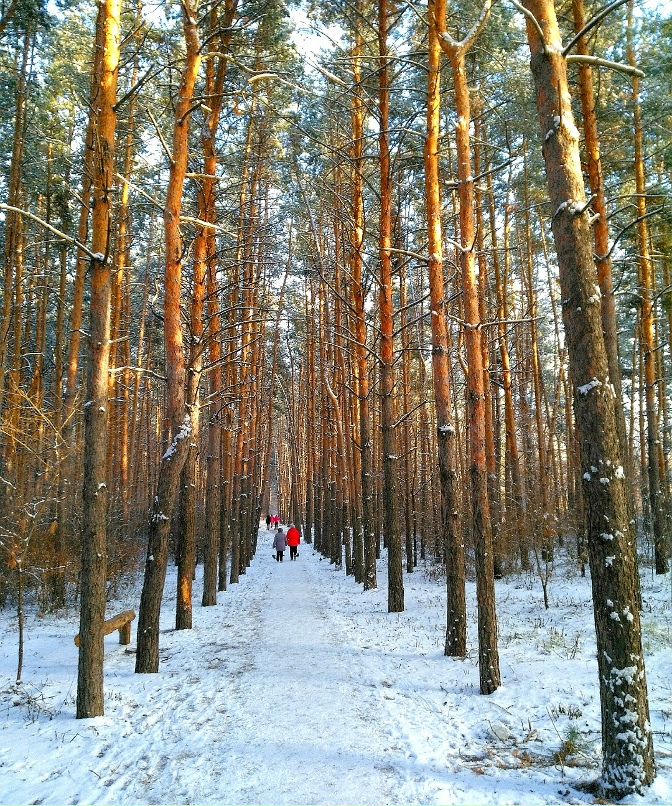 The forest in Mongol. 2020 New - Сызрань VK