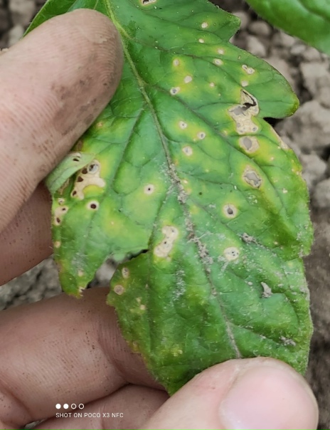 Анонимно, что такое может быть и как бороться. Листья томатов.