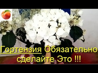 Гортензия Обязательно сделайте ЭТО Советы начинающим Hydrangea be Sure to make this Tips for beginn