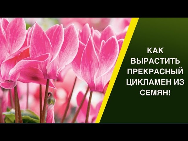 ВЫРАСТИТЬ ЦИКЛАМЕН ИЗ СЕМЯН РЕАЛЬНО РАБОЧИЕ