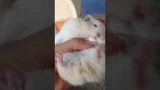 FAT HAMSTER