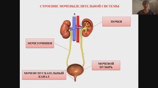 Практическое занятие Катетеризация мочевого пузыря