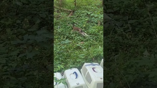 Выпуск зайцев в природу  Возвращаются домой #rehabilitation #release #nature #hare #cute #wild