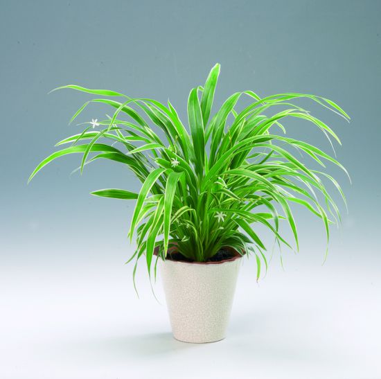 Хлорофитум: фото, советы и рекомендации по уходу