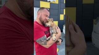 Моя девочка #pitbull #апбт #puppy #shorts #sort #americanbully