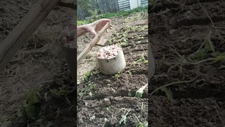 просто сажаем чеснок
