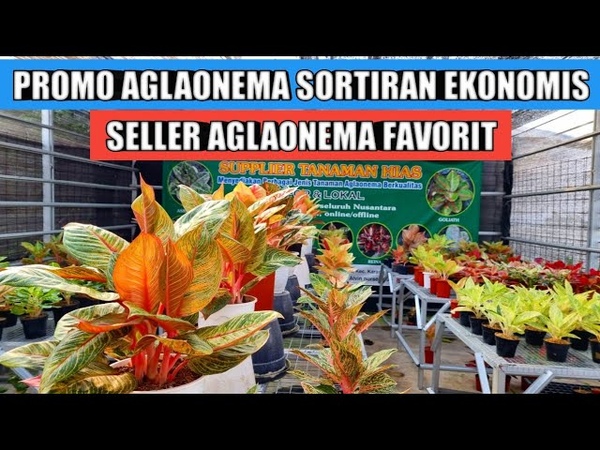 Promo aglaonema sortiran harga ekonomis, seller