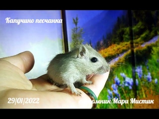 Мои #бурмизы Несквик + Саванна / Капучино + Сильвия / Самоцвет + Ириска и Пепси / Лера села в ГНЕЗДО