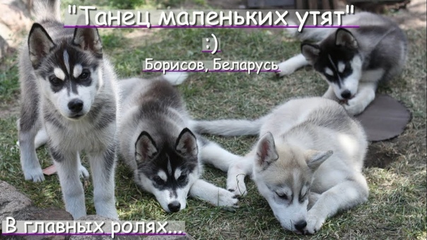 Танец маленьких утят husky pupies Polaris Noche kennel from William