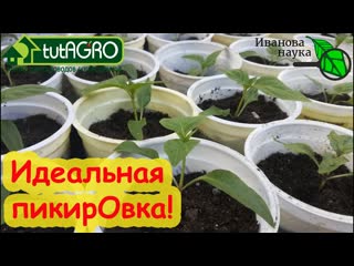 ДАЖЕ НАУЧНЫЙ СОТРУТНИК НЕ ЗНАЕТ ОБ ЭТОМ! Как ИДЕАЛЬНО провести пикировку С ЗАГЛУБЛЕНИЕМ.