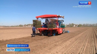 На полях Ленинградской области высаживают капусту и картофель